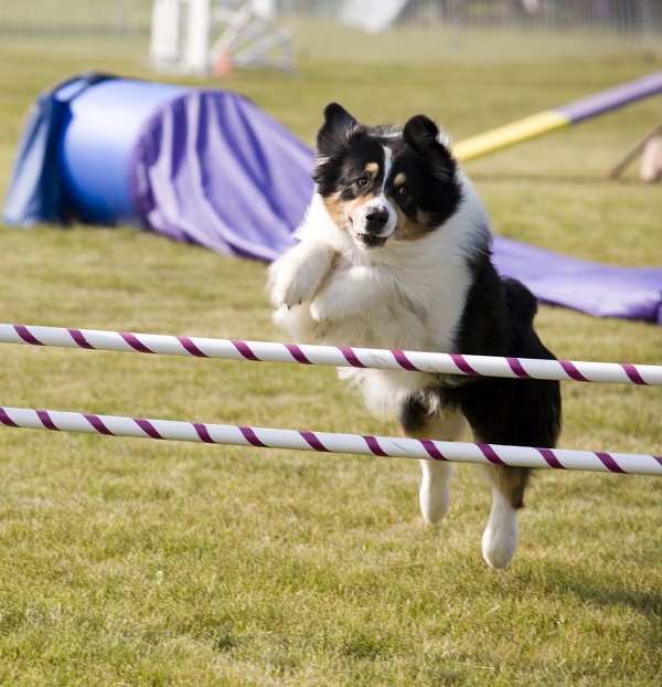 Concours d'Agility du Cyno Club d'Orchies